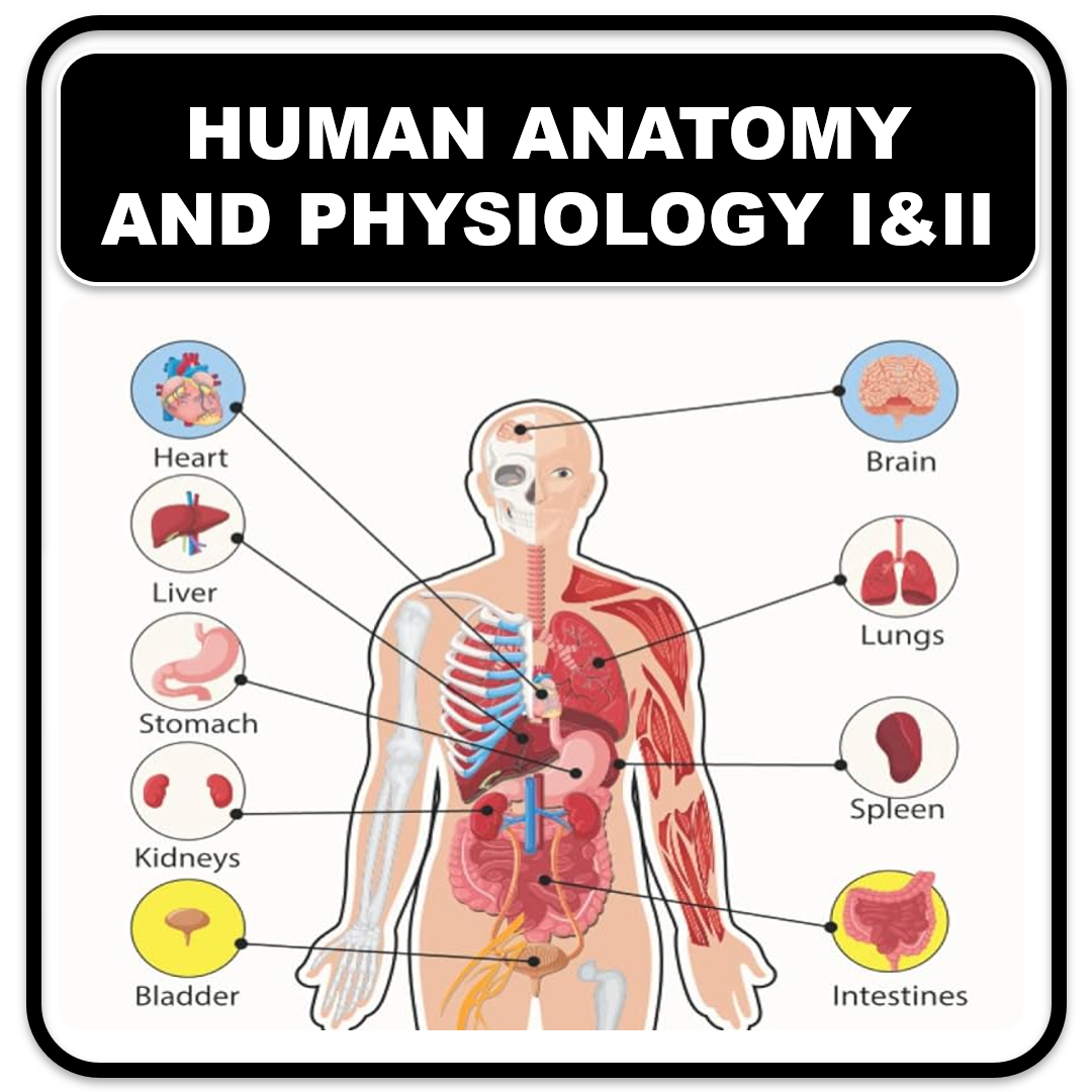 ANATOMY AND PHYSIOLOGY
