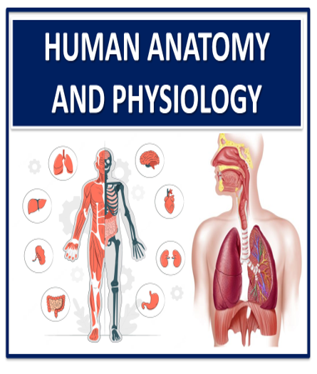 👩‍🏫HUMAN ANATOMY COURSE 👩‍🏫