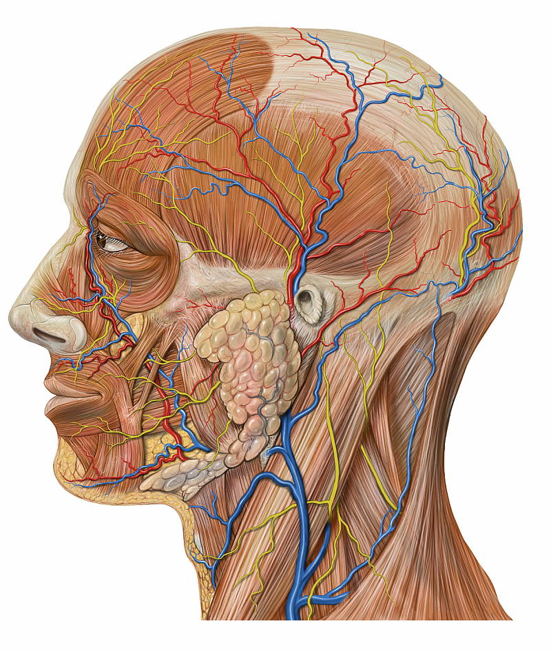 Anatomy & Physiology